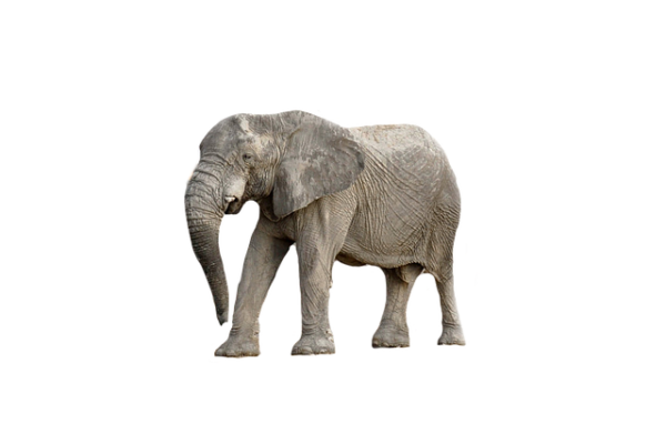 Bild Hintergrund Entfernen